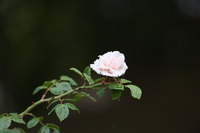MP1A9204.JPG